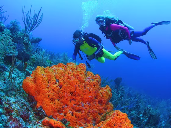 Diving Sites in Nassau, Bahamas