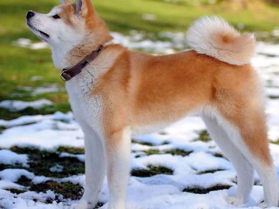 Akita Inu Breed Information