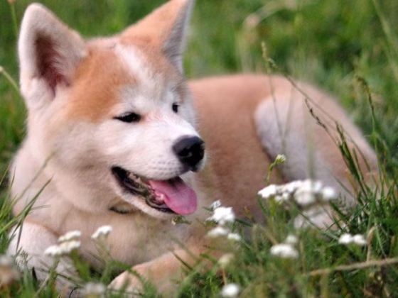 Akita Inu : 10 Most Common Questions