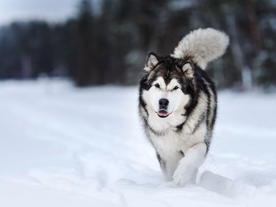 Alaskan Malamute Breed Information