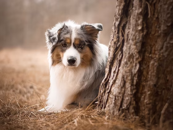Australian Shepherd : 10 Most Common Questions