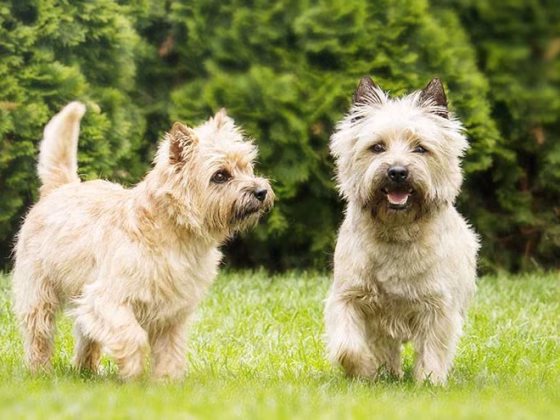 Cairn Terrier Breed Information