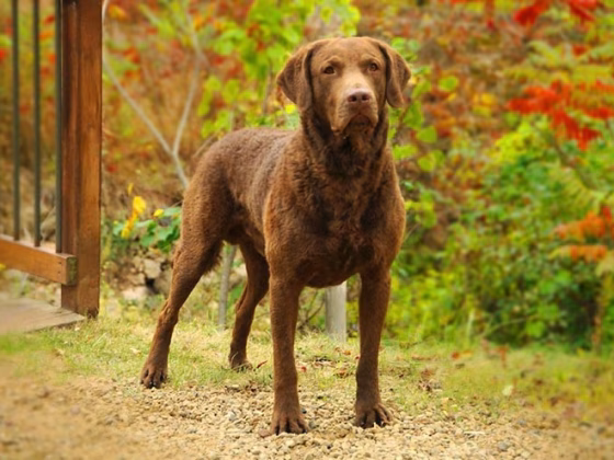 Chesapeake Bay Retriever Breed Information