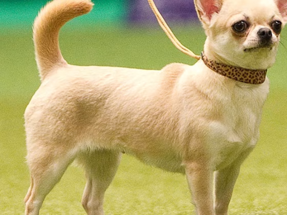 Chihuahua Training Guide