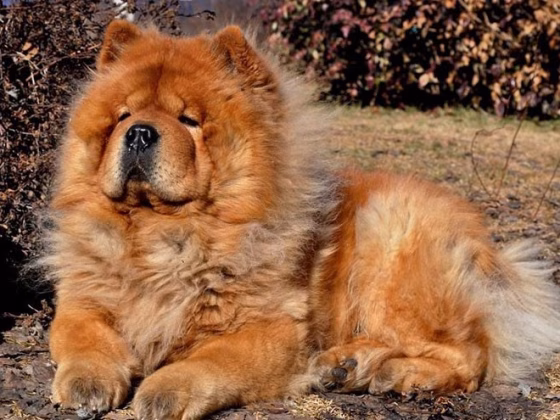 Chow Chow Health Guide