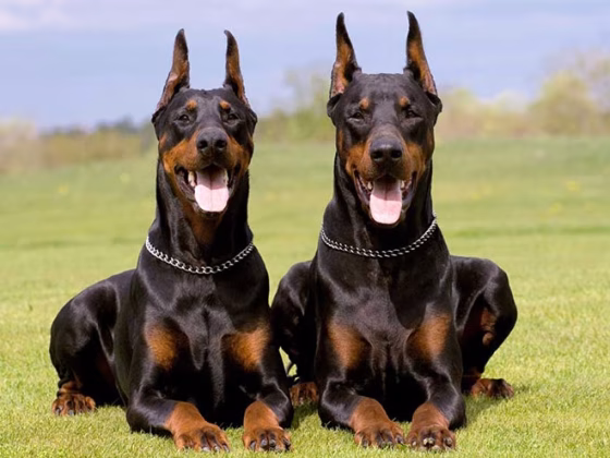 Doberman Pinscher Training Guide