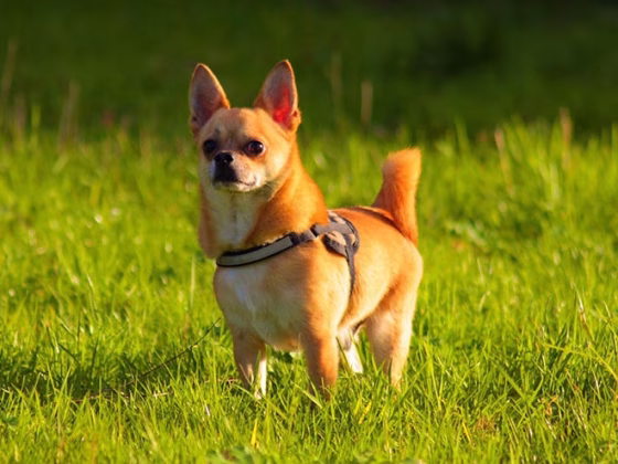 Facts About Chihuahua Dogs