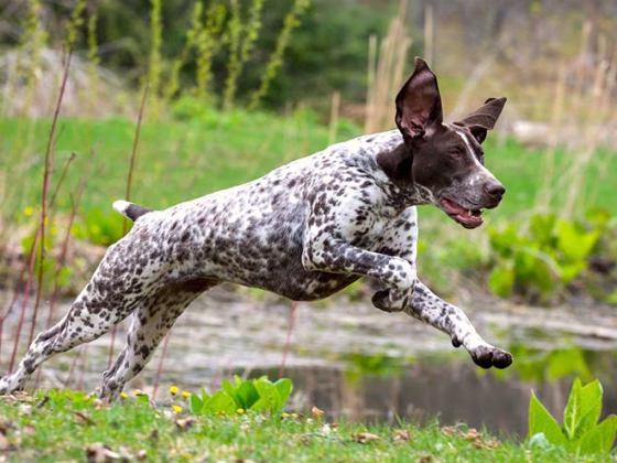 German Shorthaired Pointer Health Guide