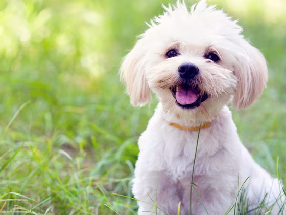 Maltese Health Guide