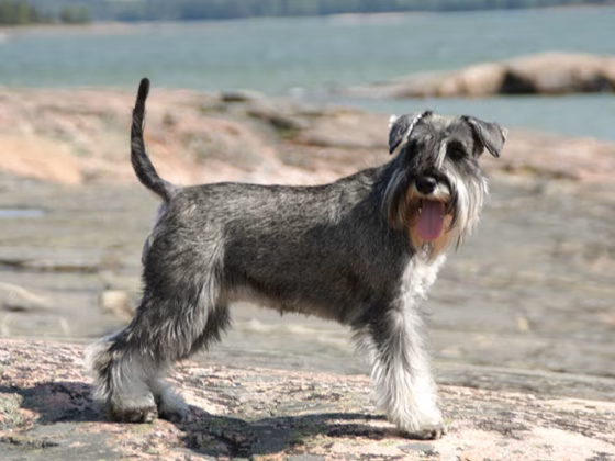 Miniature Schnauzer : 10 Most Common Questions