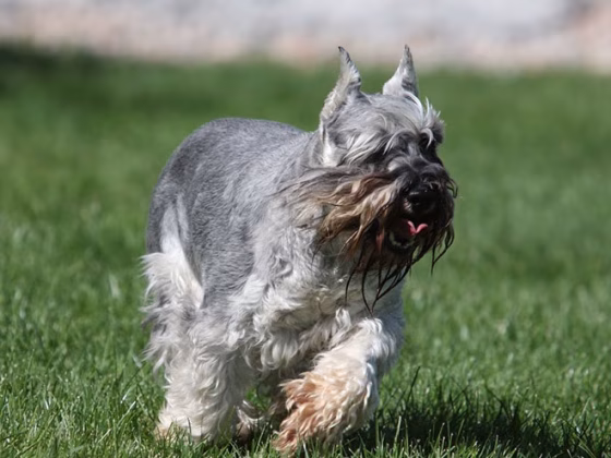 Miniature Schnauzer Health Guide