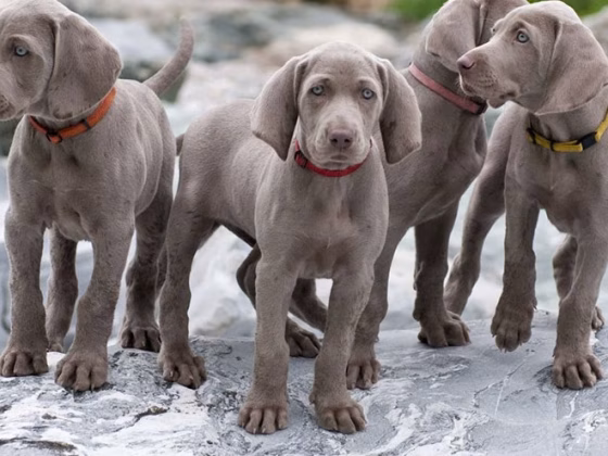 Owning A Weimaraner : Breeder Recommendations