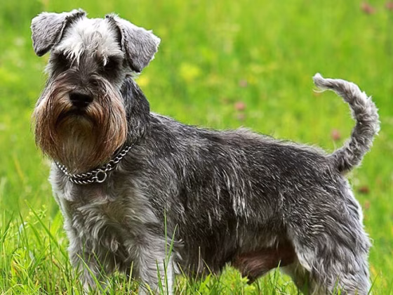 Owning a Miniature Schnauzer : Breeder Recommendations