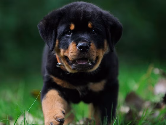 Owning a Rottweiler : Breeder Recommendations