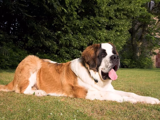 Owning a Saint Bernard : Breeder Recommendations