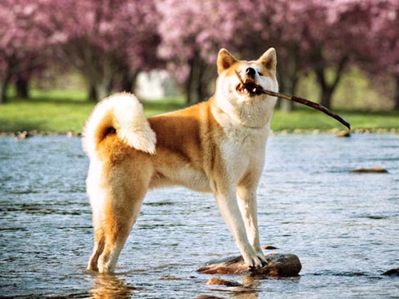 Owning an Akita Inu : Breeder Recommendations
