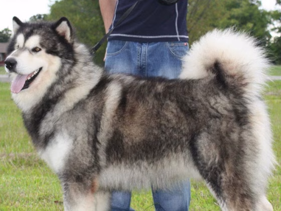 Owning an Alaskan Malamute : Breeder Recommendations