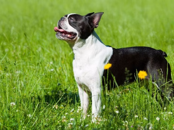 Owning a Boston Terrier : Breeder Recommendations