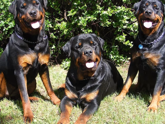 Rottweiler Training Guide