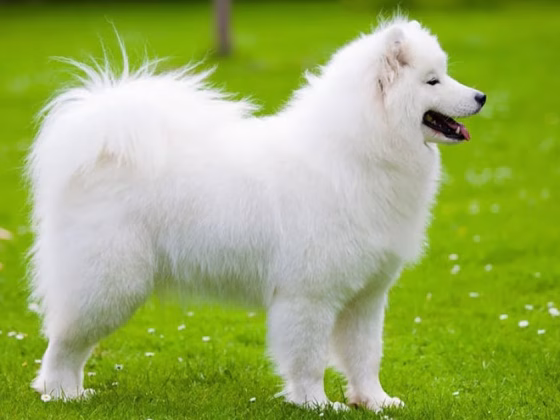 Samoyed : 10 Most Common Questions