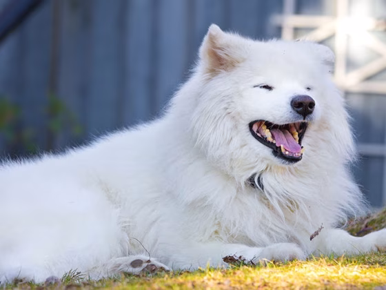 Samoyed Training Guide