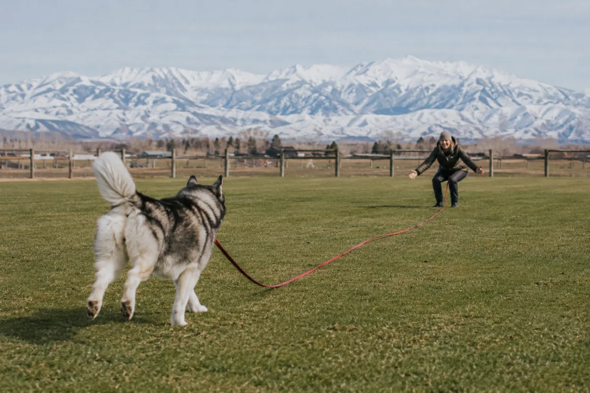 Malamute recall practice on a long line in a fenced field