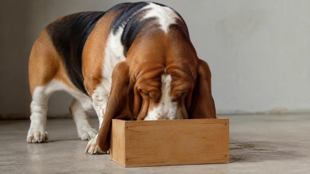 Basset Hound investigating a wooden box during a nose work exercise