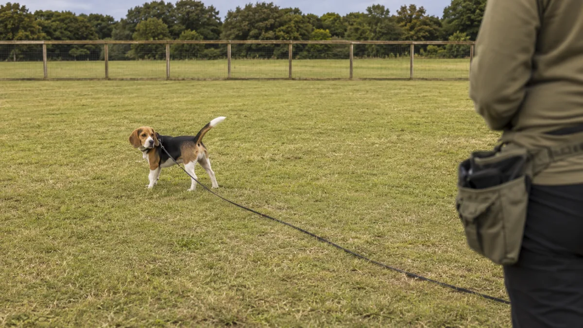 Beagle long-line recall training