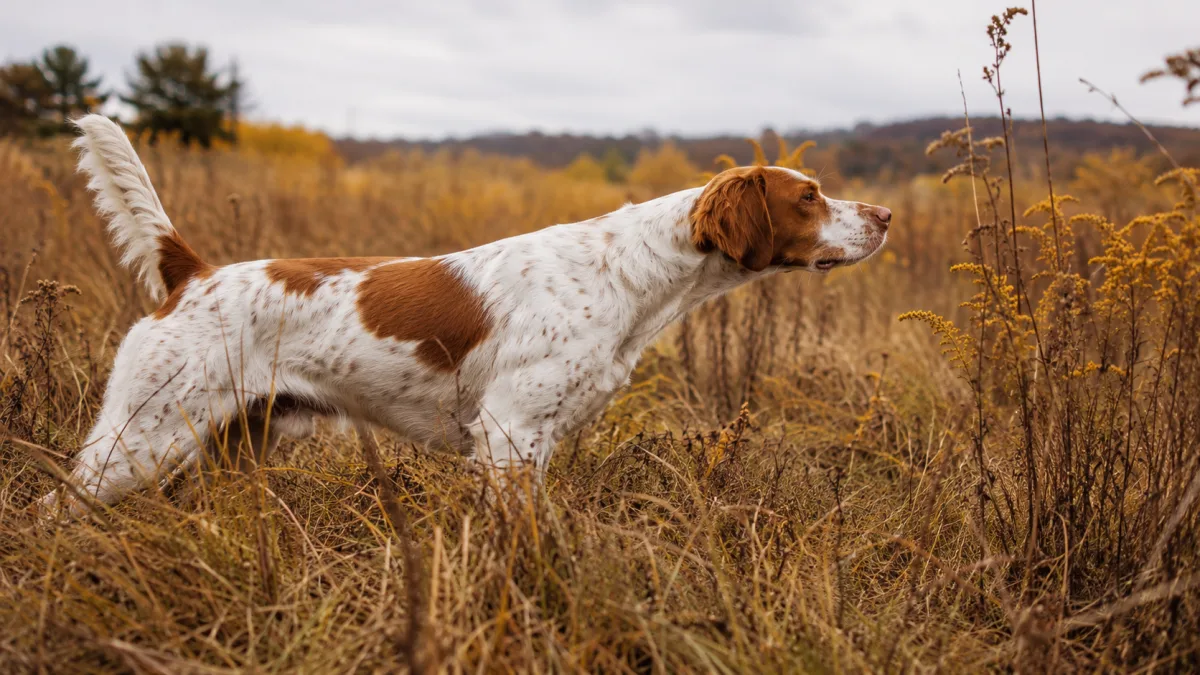 Brittany Spaniel on point in upland bird hunting cover