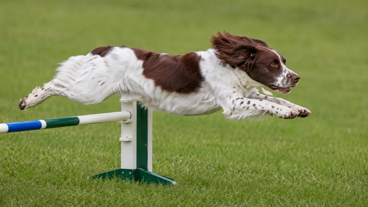 Brittany Spaniel clearing an agility jump obstacle on a competition course