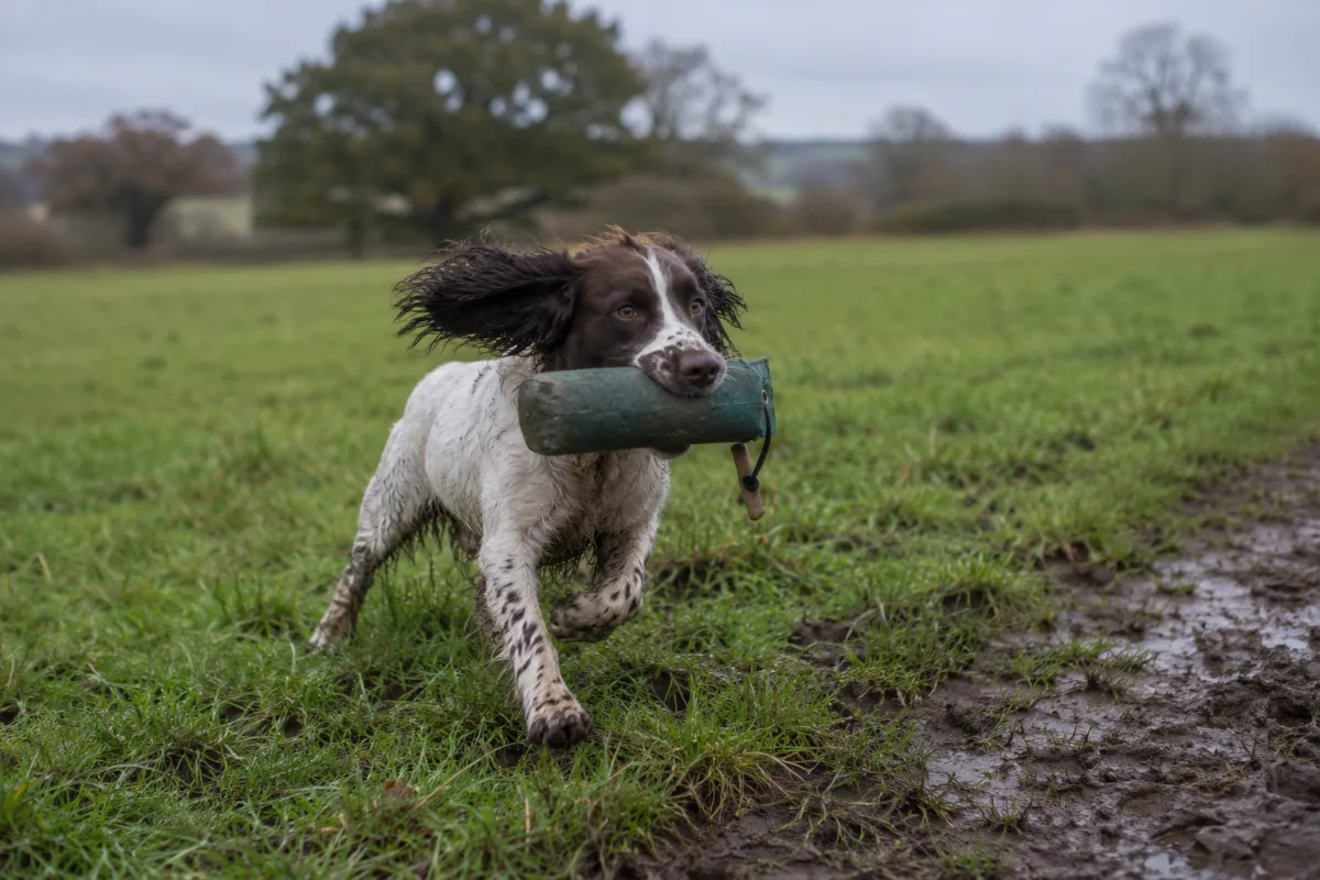 English Springer Spaniel running through wet grass with a training dummy