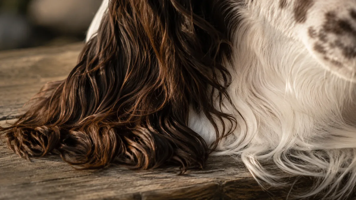 Close-up of English Springer Spaniel feathering and ear coat texture