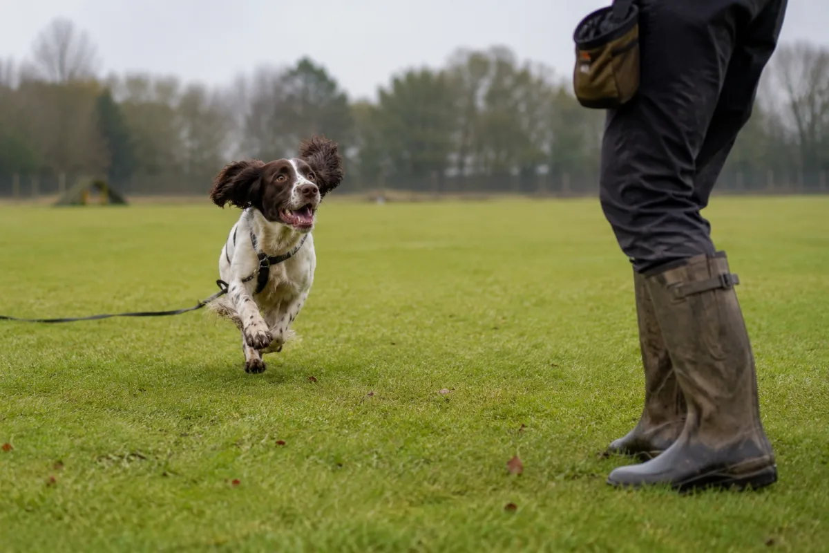 English Springer Spaniel returning on a long line in a field