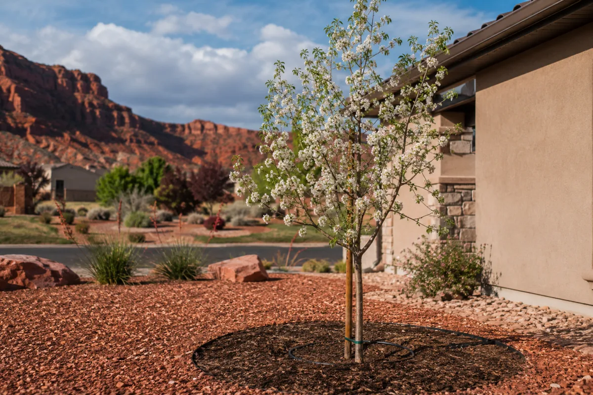 Young flowering tree planted with mulch and drip irrigation in Utah