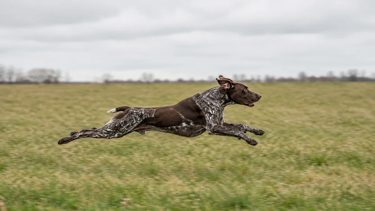 German Shorthaired Pointer running at full speed across a field