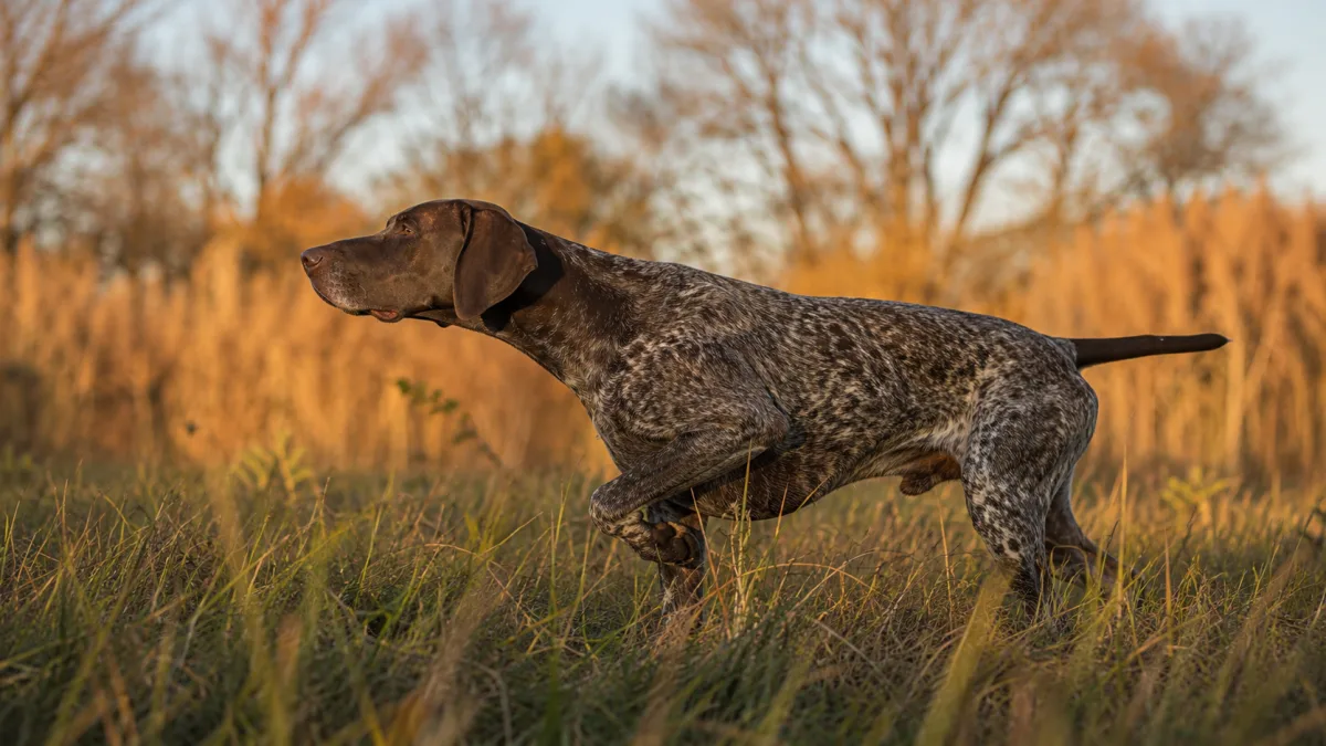 German Shorthaired Pointer on point in tall grass during a hunt