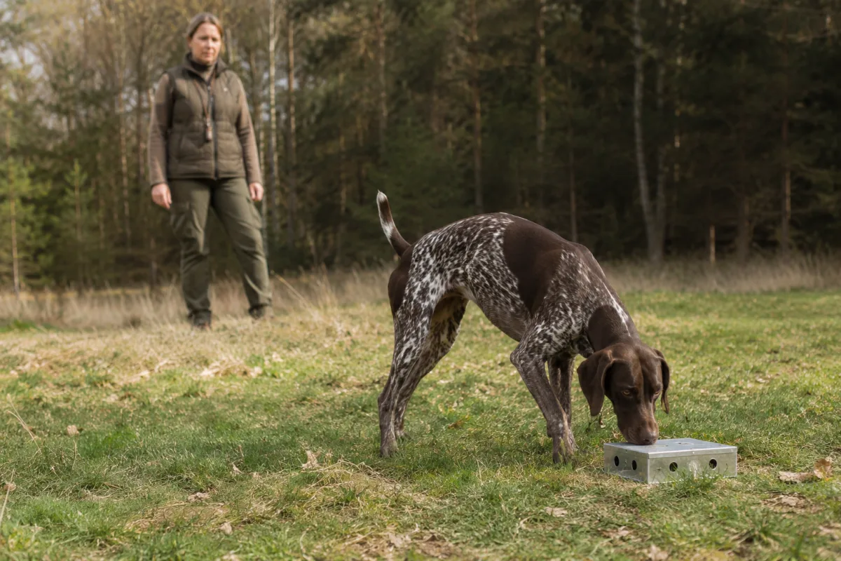 German Shorthaired Pointer scent work training