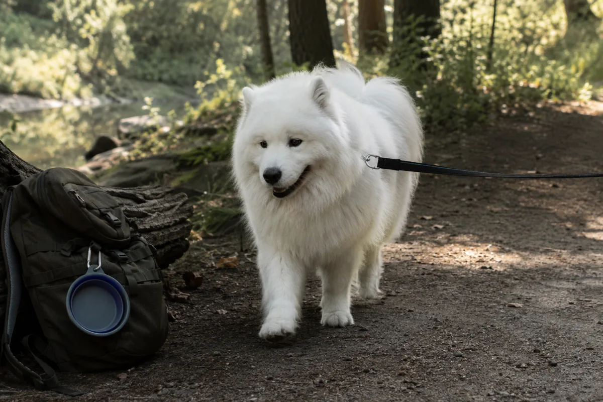 Samoyed walking on a shaded trail in cool morning light