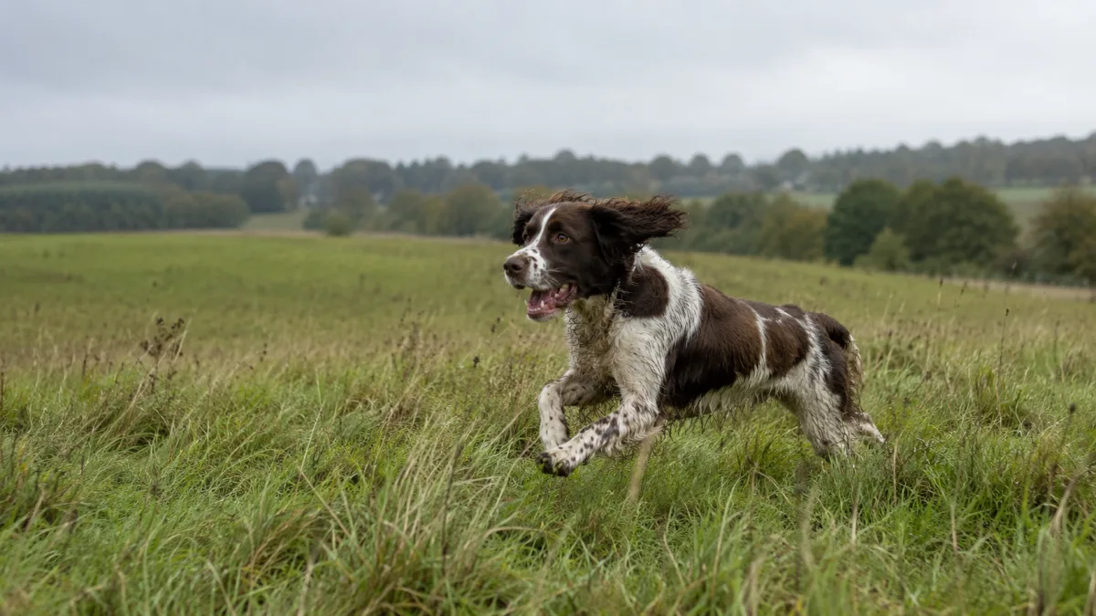 English Springer Spaniel running through an open field
