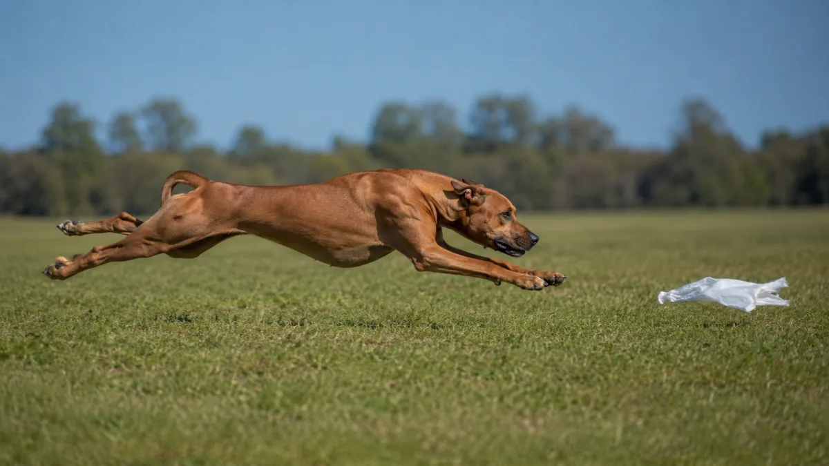 Rhodesian Ridgeback chasing a lure across an open grass coursing field