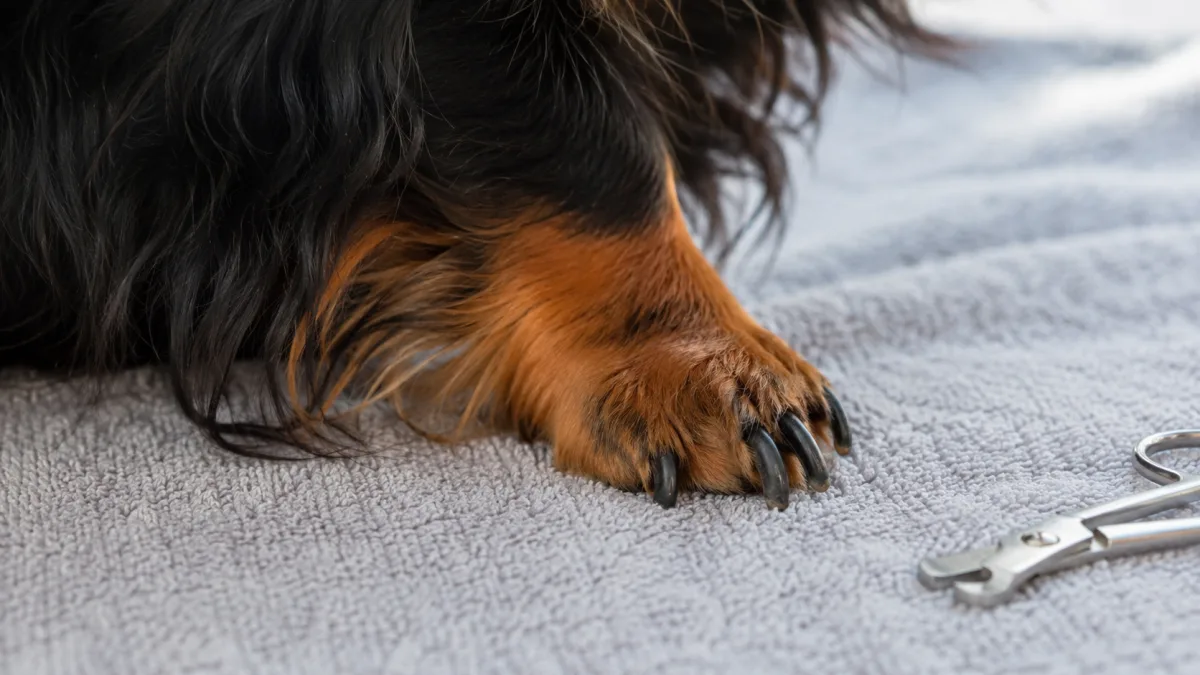 Close up of longhair dachshund paw being gently held for nail trimming