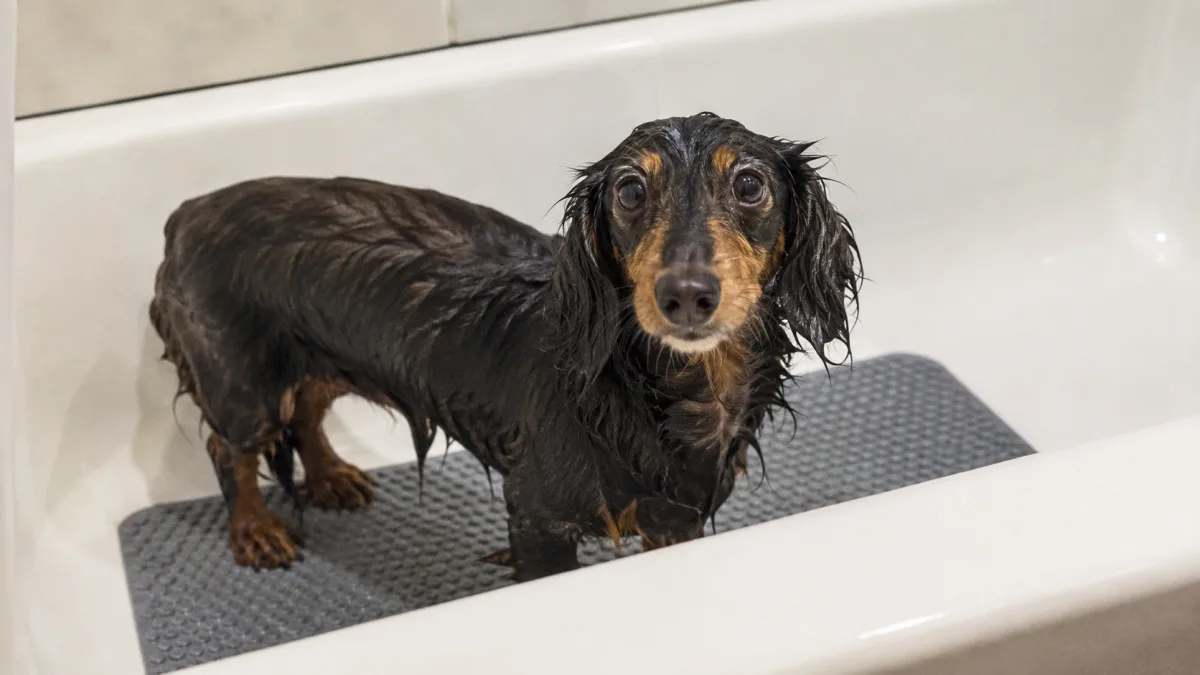Longhair dachshund standing in a bath tub being rinsed with warm water
