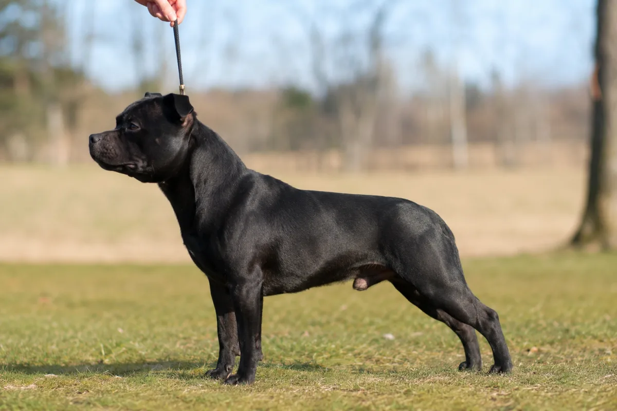 Staffordshire Bull Terrier standing in profile