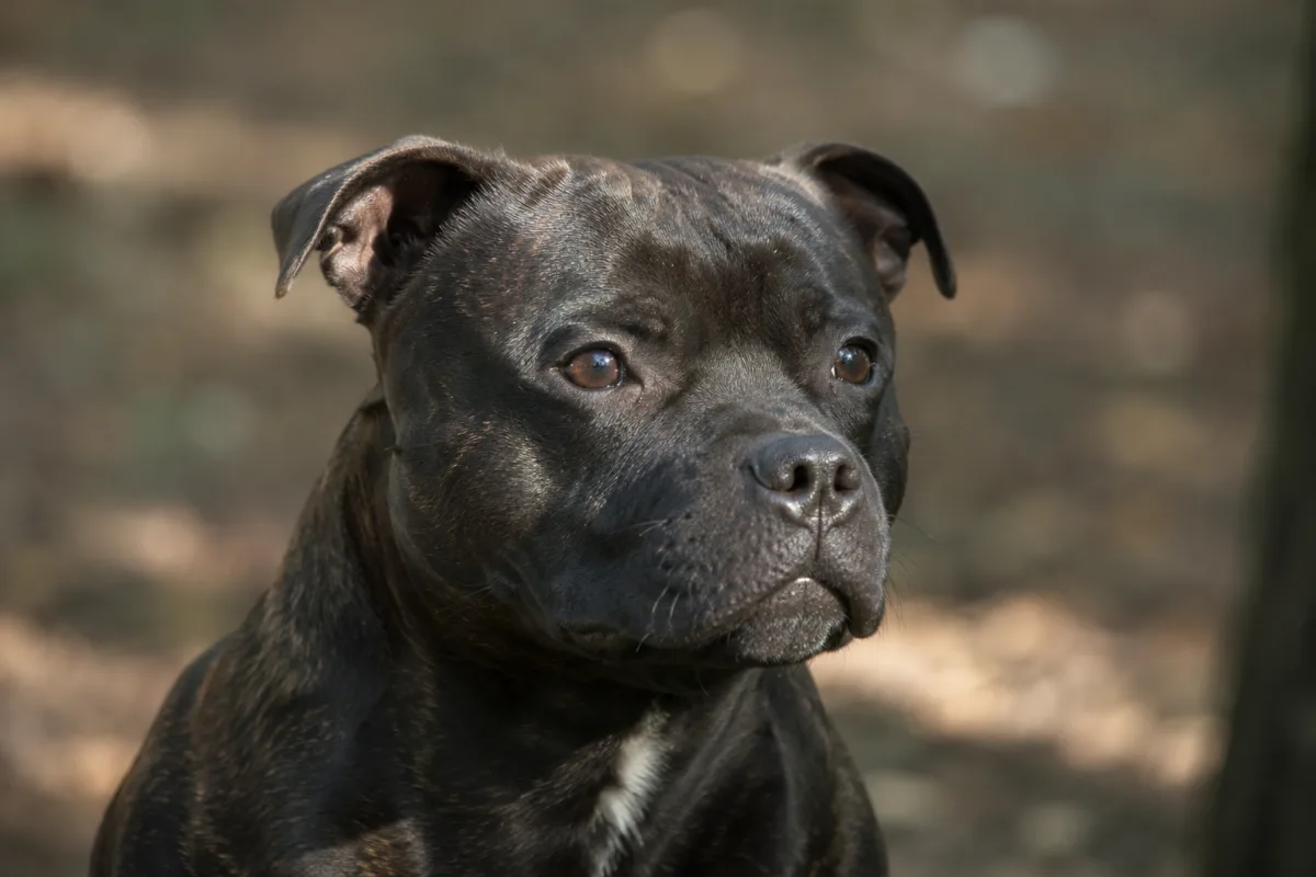Staffordshire Bull Terrier head and ear shape close view