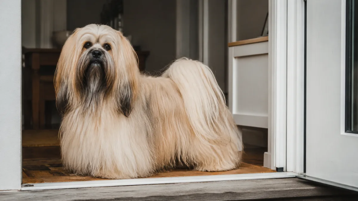 Lhasa Apso watching from a home doorway