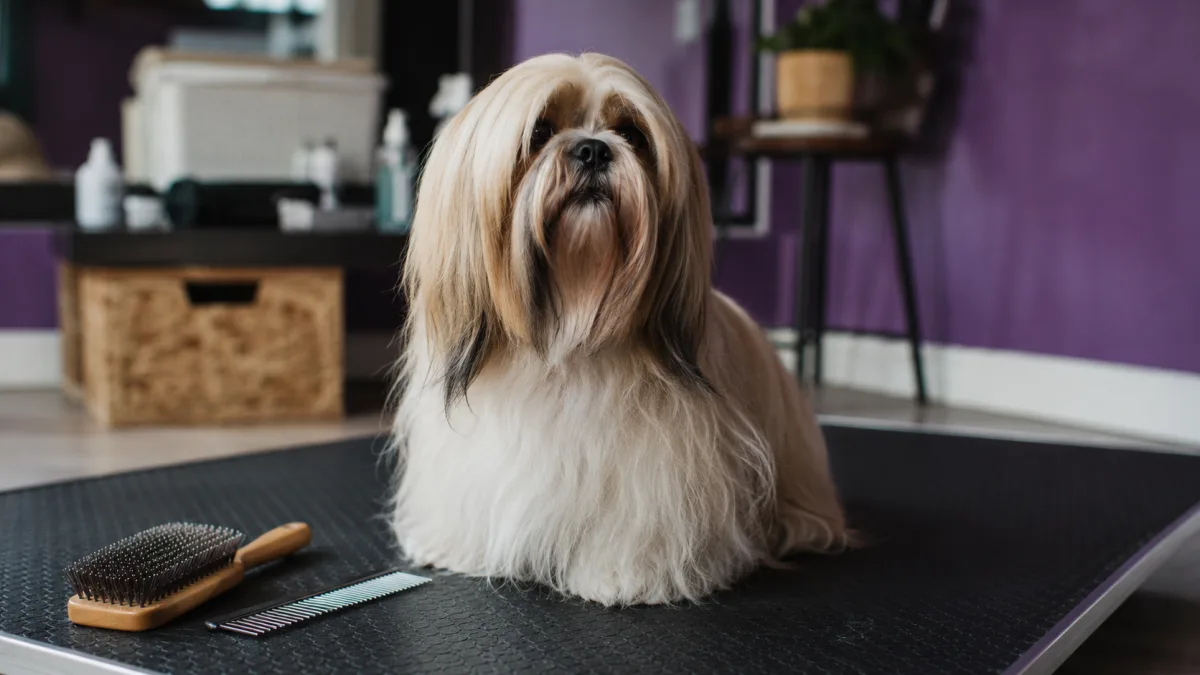 Lhasa Apso calm grooming handling