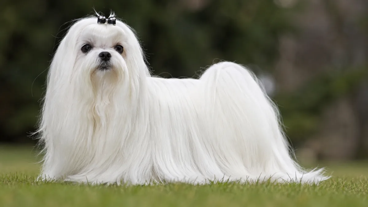 Adult Maltese dog with long white coat standing on grass in natural light