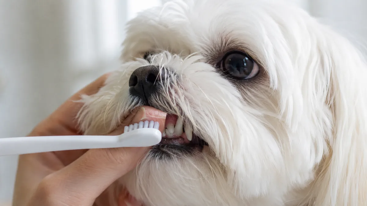 Maltese dog receiving dental brushing with a small toothbrush