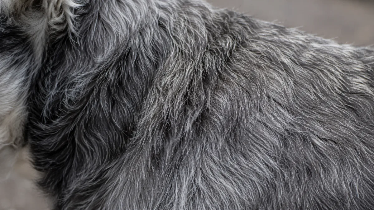 Close-up of Miniature Schnauzer wiry double coat texture in salt and pepper coloring