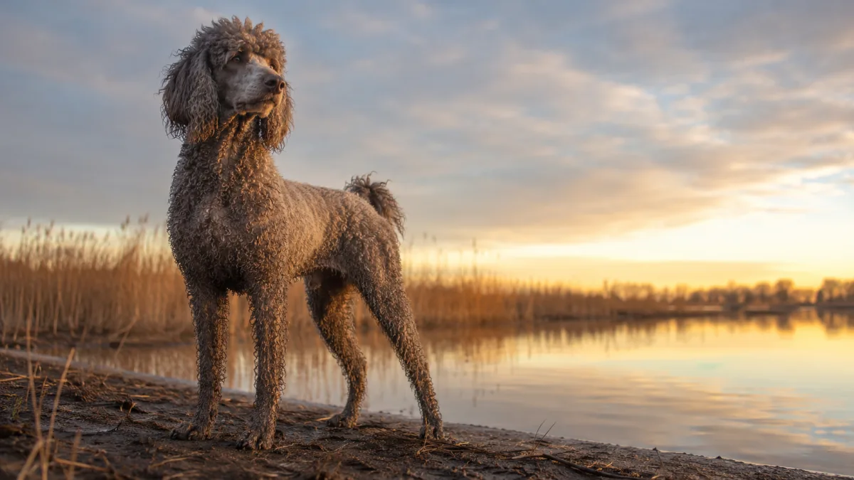 Standard Poodle standing at the edge of a marsh with water in the background